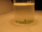 exp4